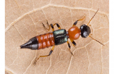 Kiến ba khoang có cánh và những điều cần biết về chúng