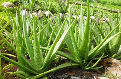 3 loại cây nên đặt trong phòng ngủ nhà bạn