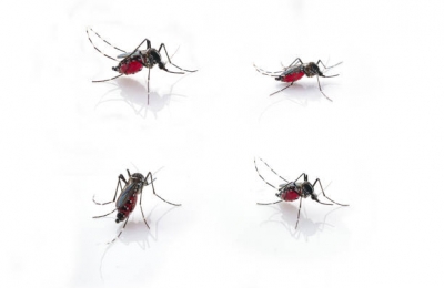 Mỹ thả hơn nửa tỷ muỗi biến đổi gene nhằm tiêu diệt các loại muỗi gây bệnh nguy hiểm